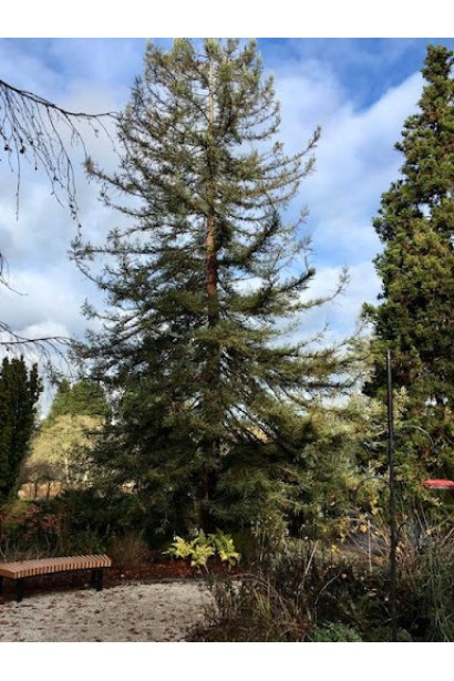 Секвоя Адпресса в ландшафті